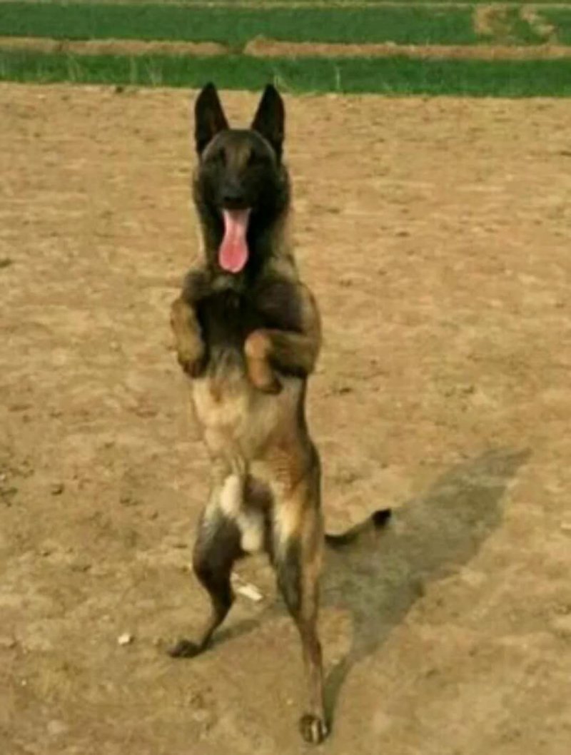 纯种马犬