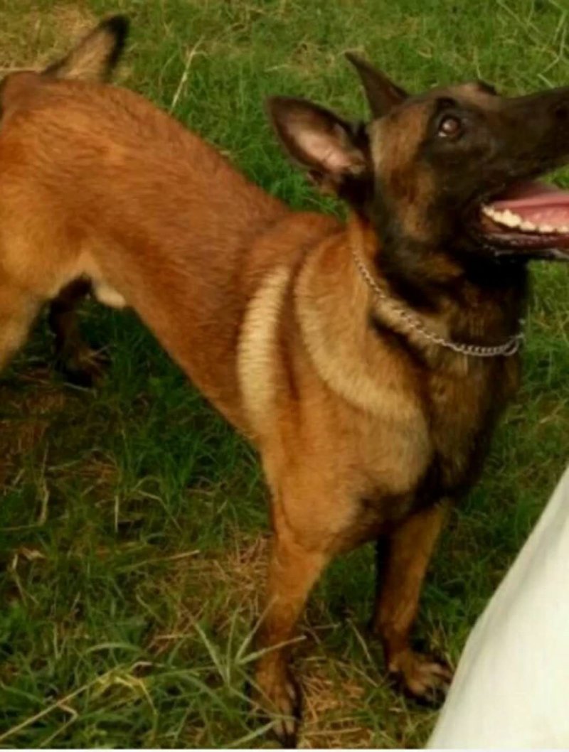 纯种马犬