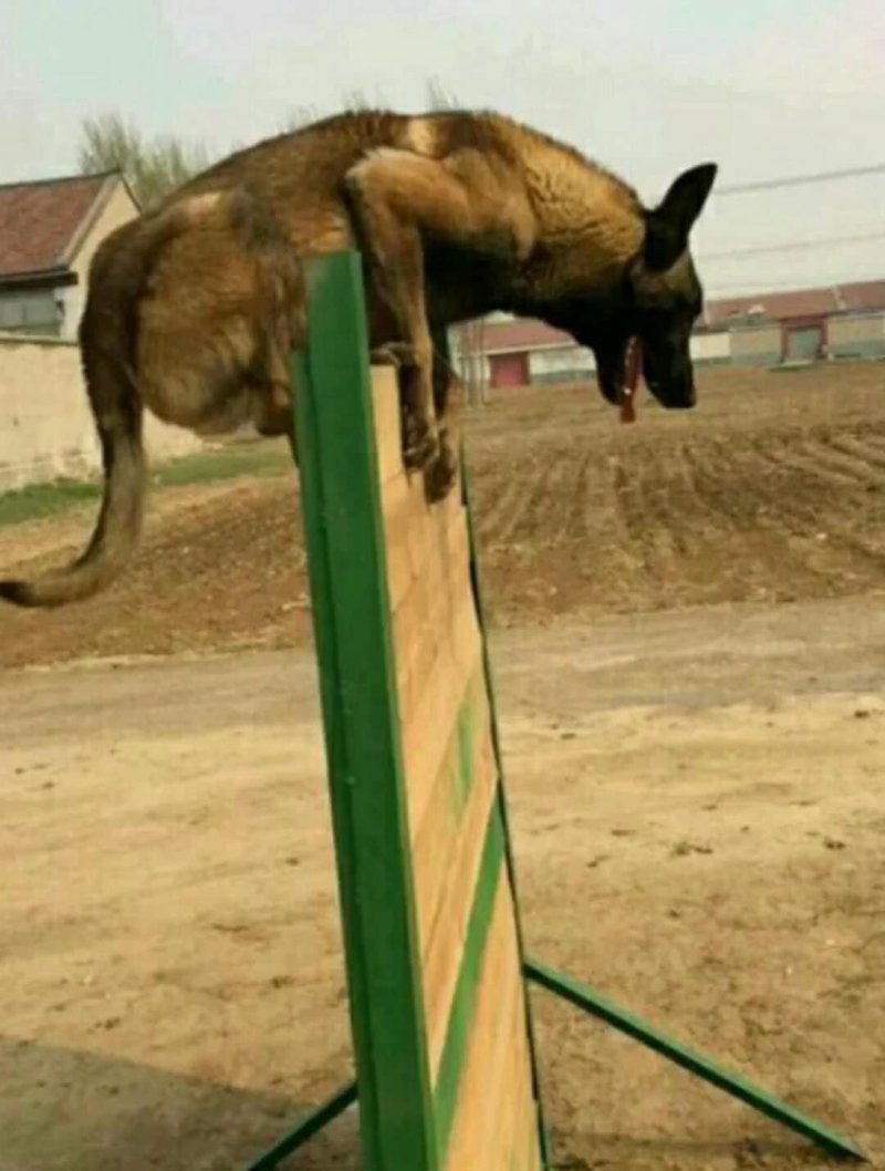 纯种马犬