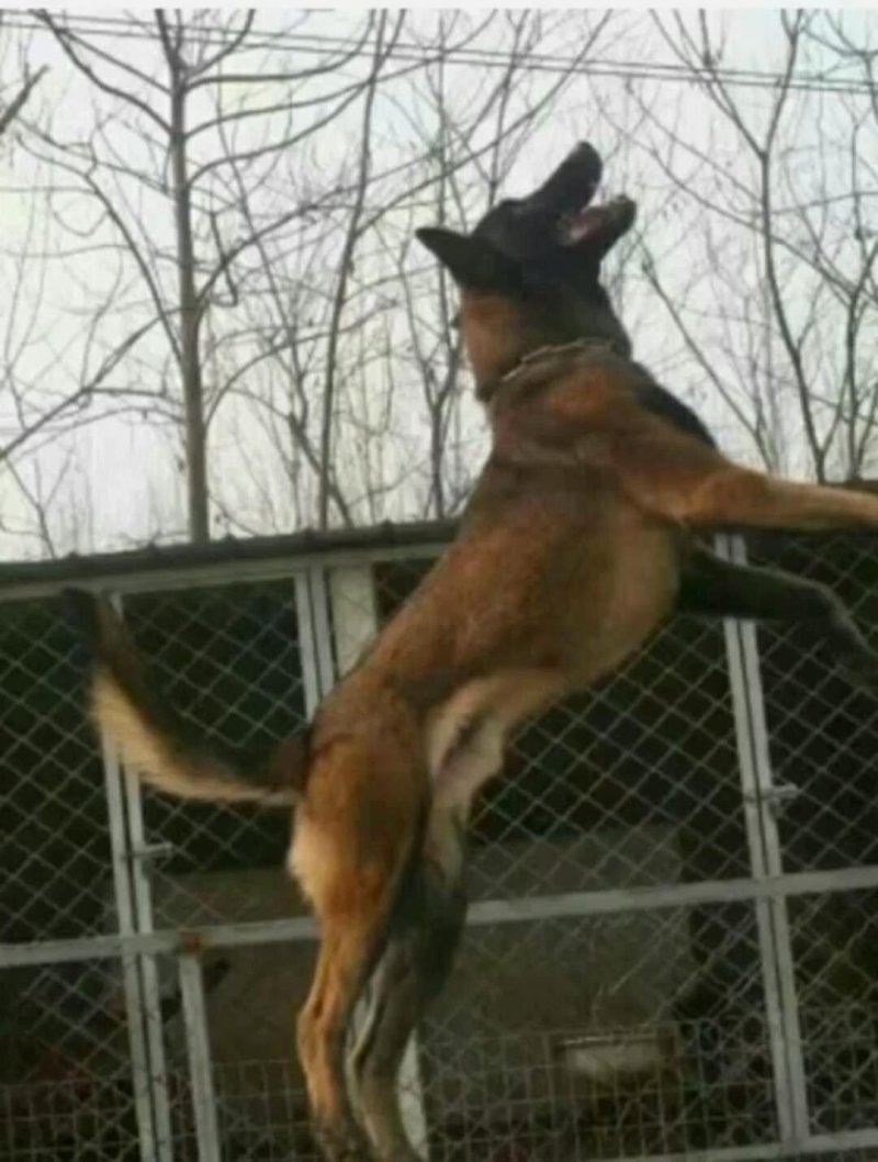 纯种马犬