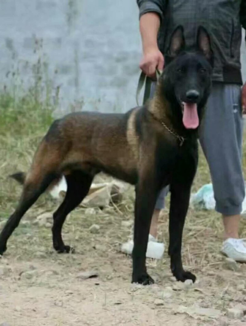 纯种马犬
