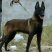 纯种马犬