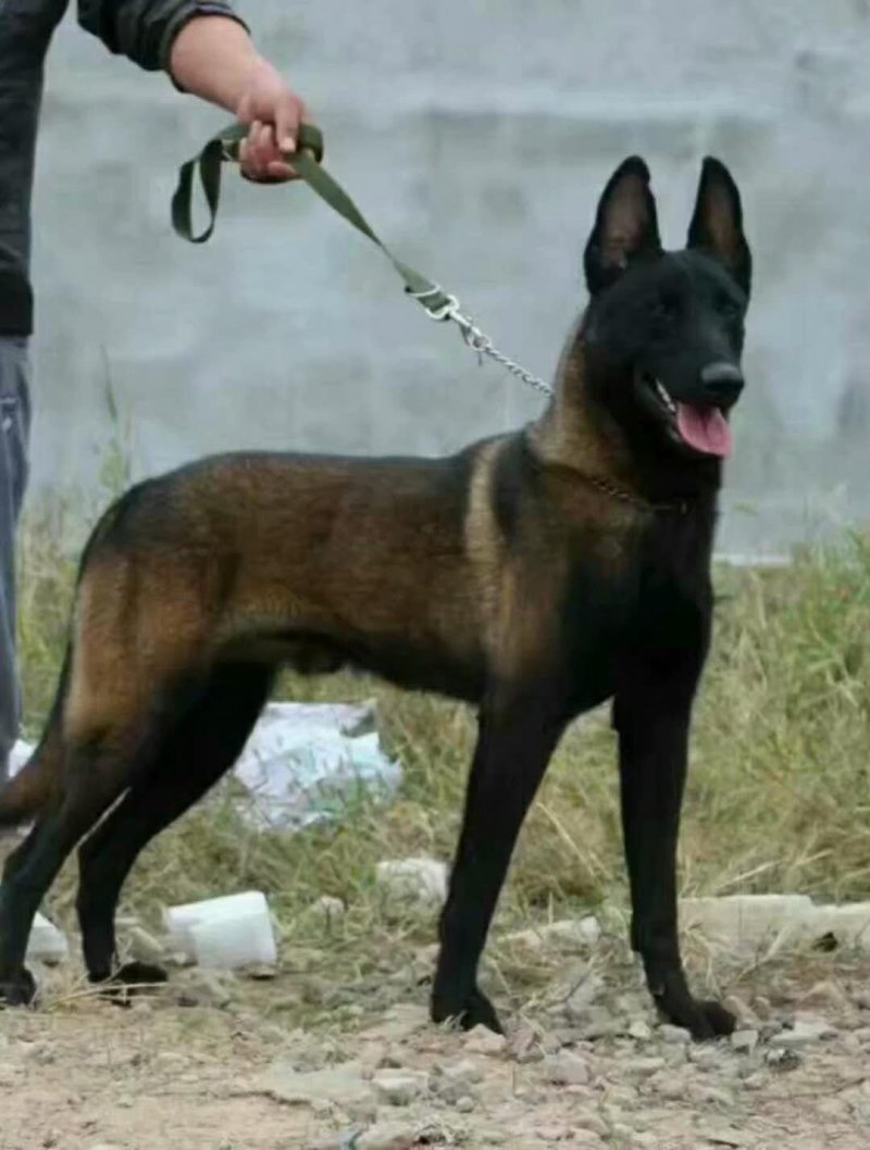 纯种马犬