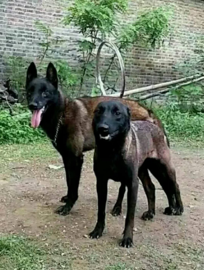 纯种马犬