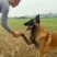 纯种马犬