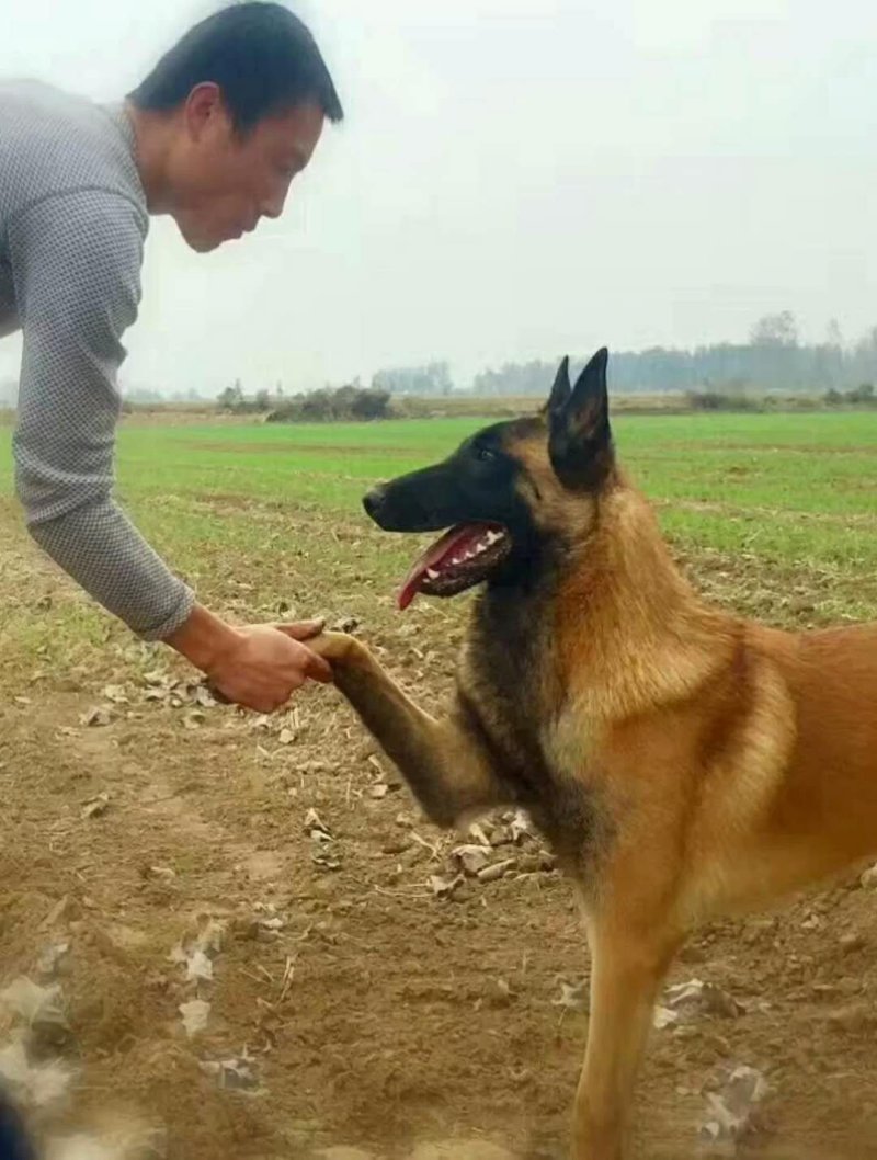 纯种马犬