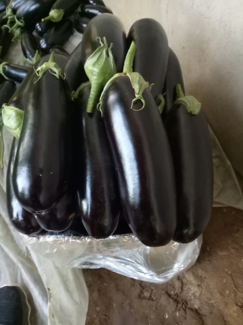 765精品茄子大量有货需要联系，需要什么样的包装都有欢迎