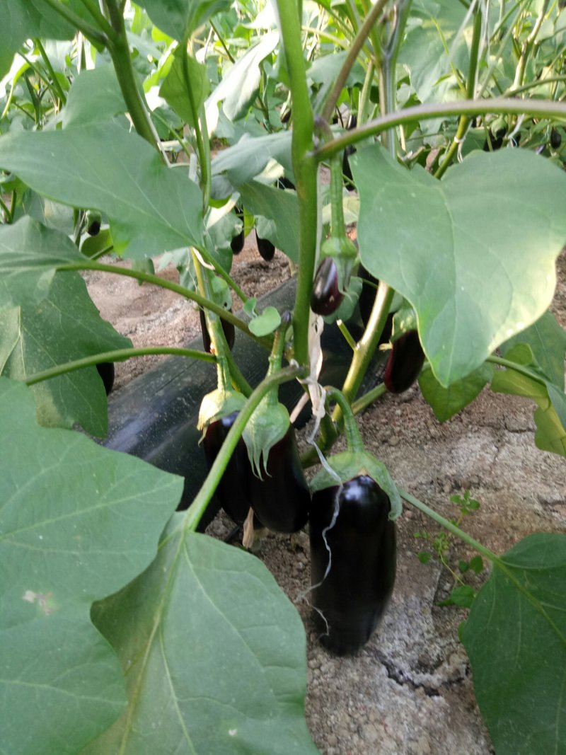 765精品茄子大量有货需要联系，需要什么样的包装都有欢迎