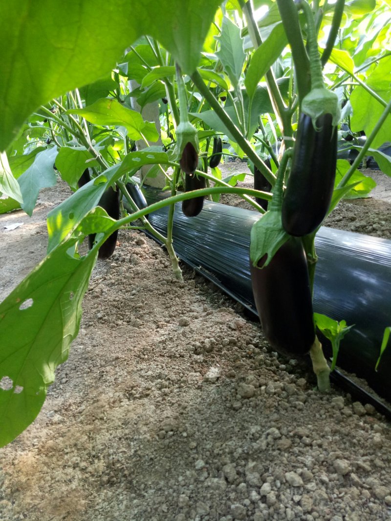 765精品茄子大量有货需要联系，需要什么样的包装都有欢迎