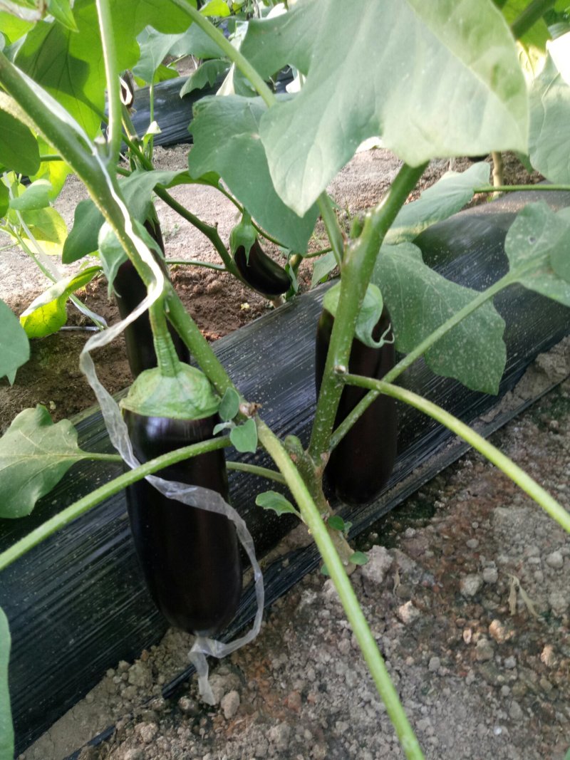 765精品茄子大量有货需要联系，需要什么样的包装都有欢迎