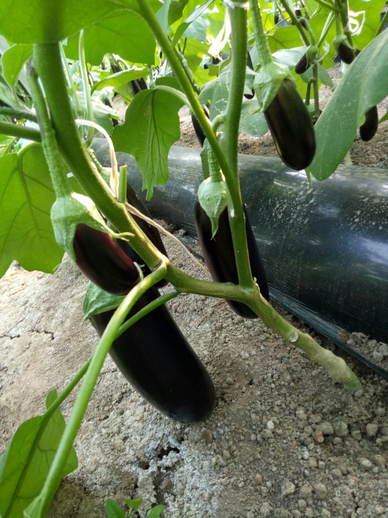 765精品茄子大量有货需要联系，需要什么样的包装都有欢迎