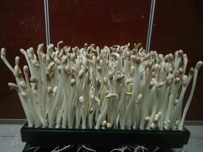 芽苗类