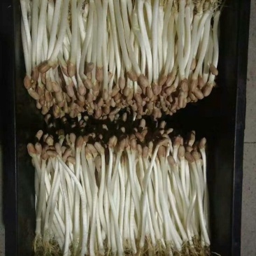 芽苗类