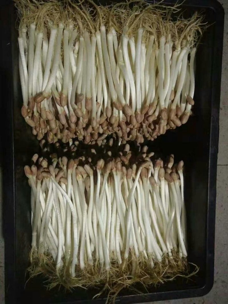 芽苗类