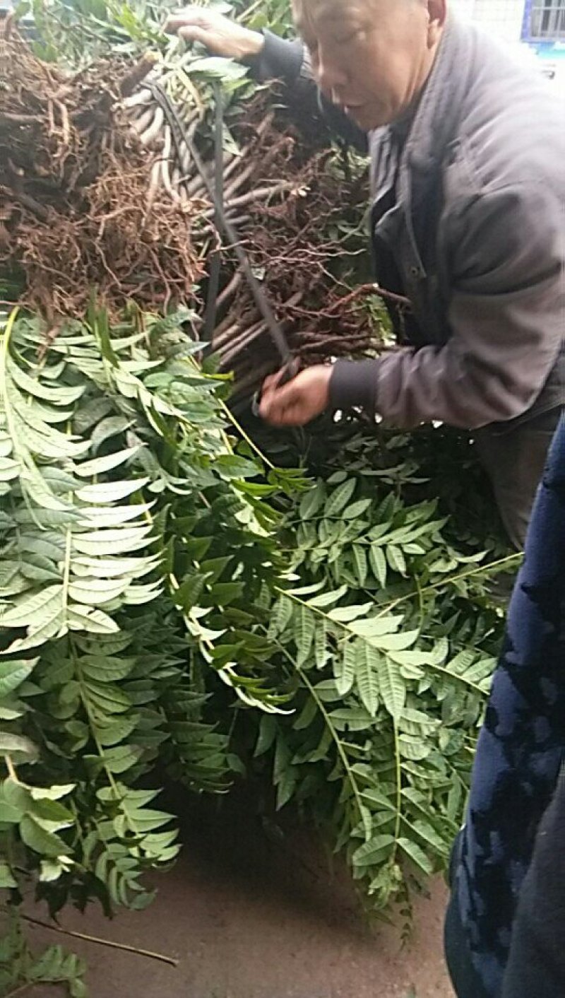 四川大竹香椿苗