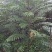 四川大竹香椿苗
