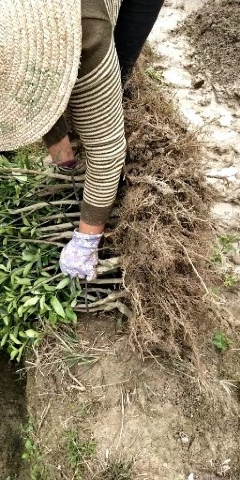 脆皮金桔地苗（甜度高）杯苗产地直销价格优惠