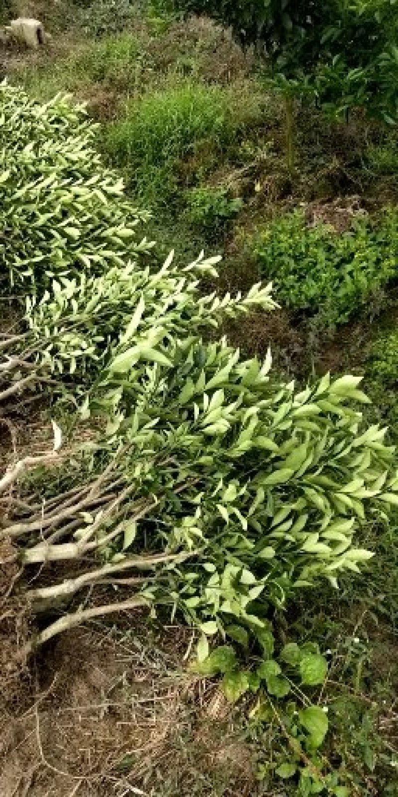 脆皮金桔地苗（甜度高）杯苗产地直销价格优惠