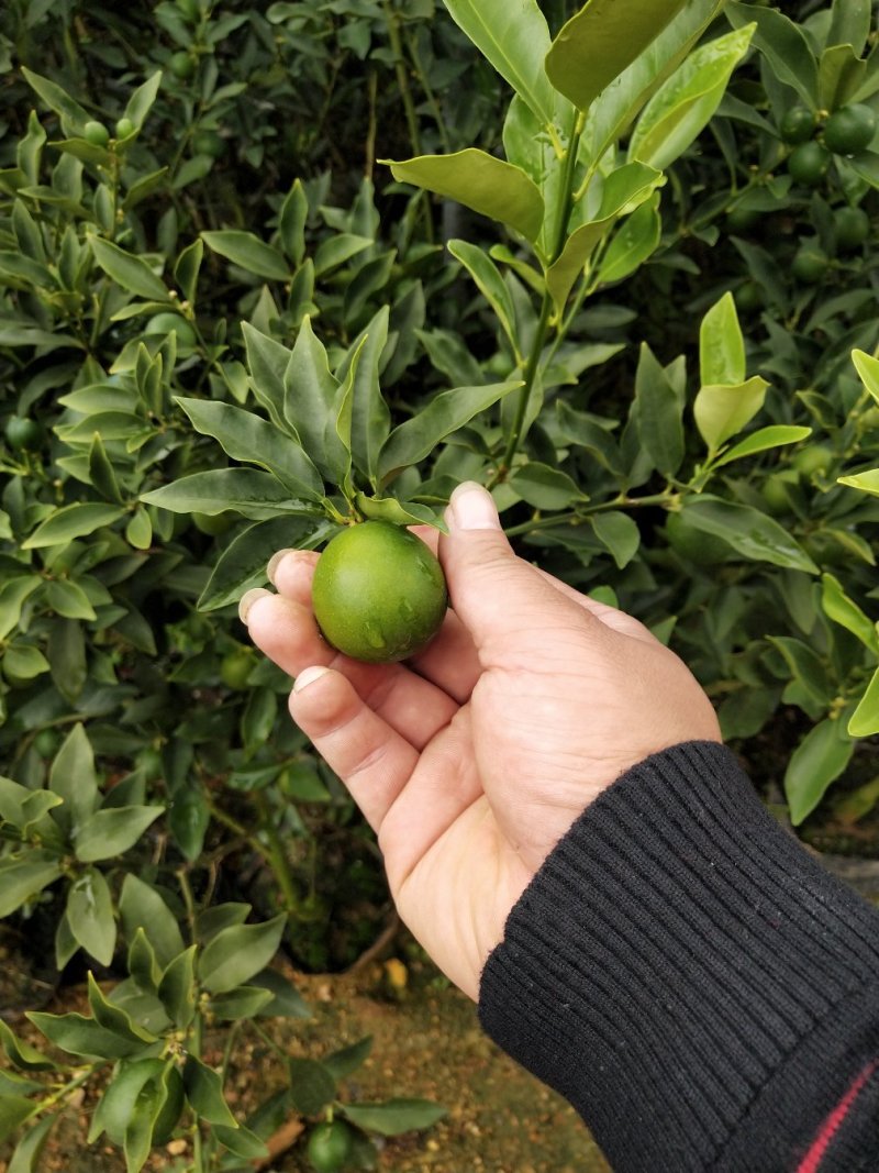 脆皮金桔地苗（甜度高）杯苗产地直销价格优惠