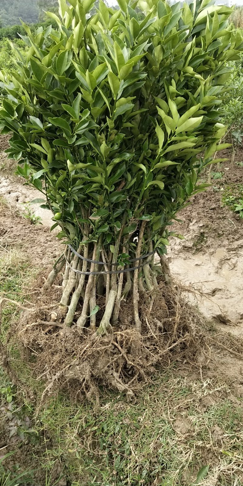 脆皮金桔地苗（甜度高）杯苗产地直销价格优惠