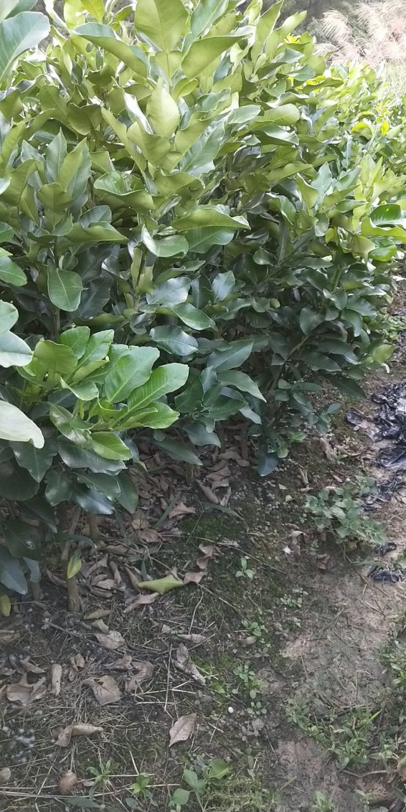 三红蜜柚苗（红心蜜柚苗）沙田柚苗（杯苗）