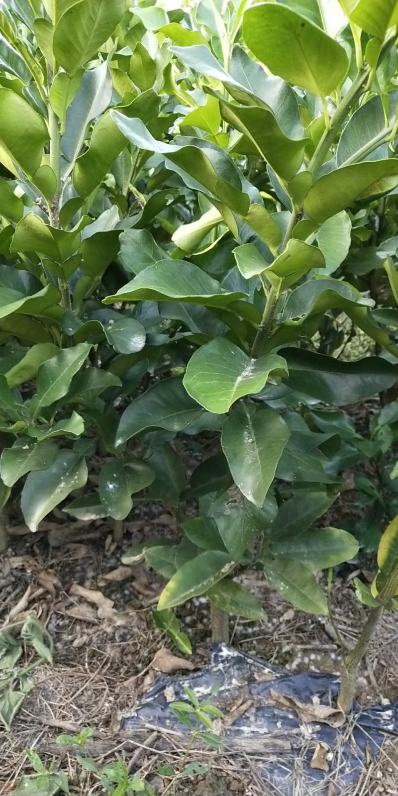 三红蜜柚苗（红心蜜柚苗）沙田柚苗（杯苗）