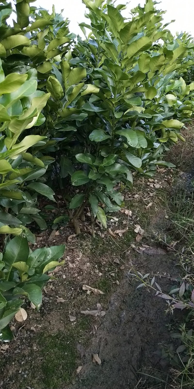 三红蜜柚苗（红心蜜柚苗）沙田柚苗（杯苗）