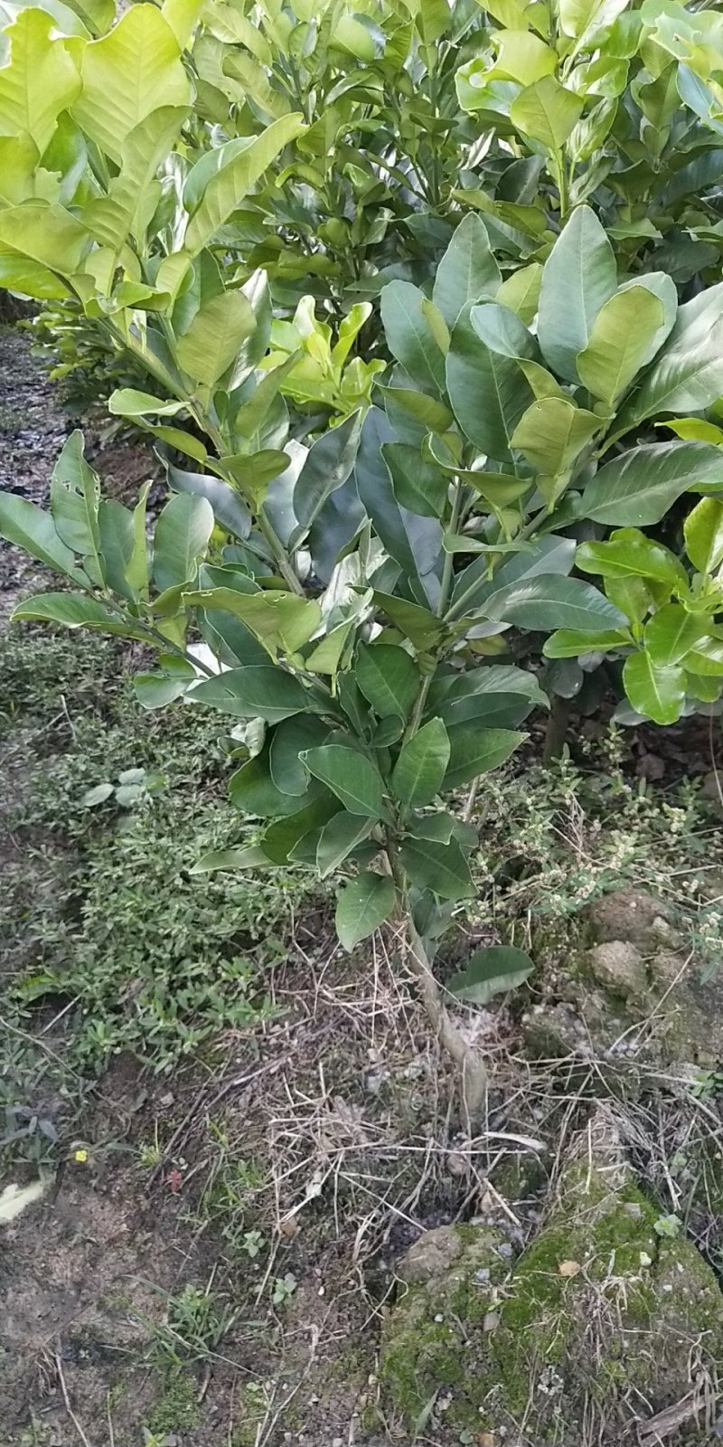 三红蜜柚苗（红心蜜柚苗）沙田柚苗（杯苗）