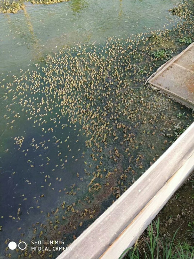 青蛙苗，卵，健康开口幼蛙，包技术