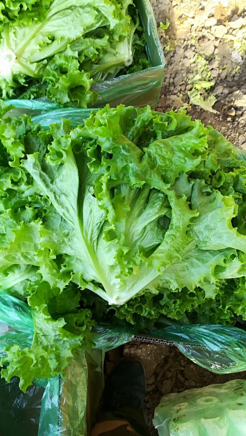 精品生菜批发生菜大量上市高端品质货量巨大日供万斤
