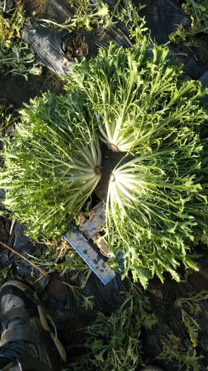 苦菊