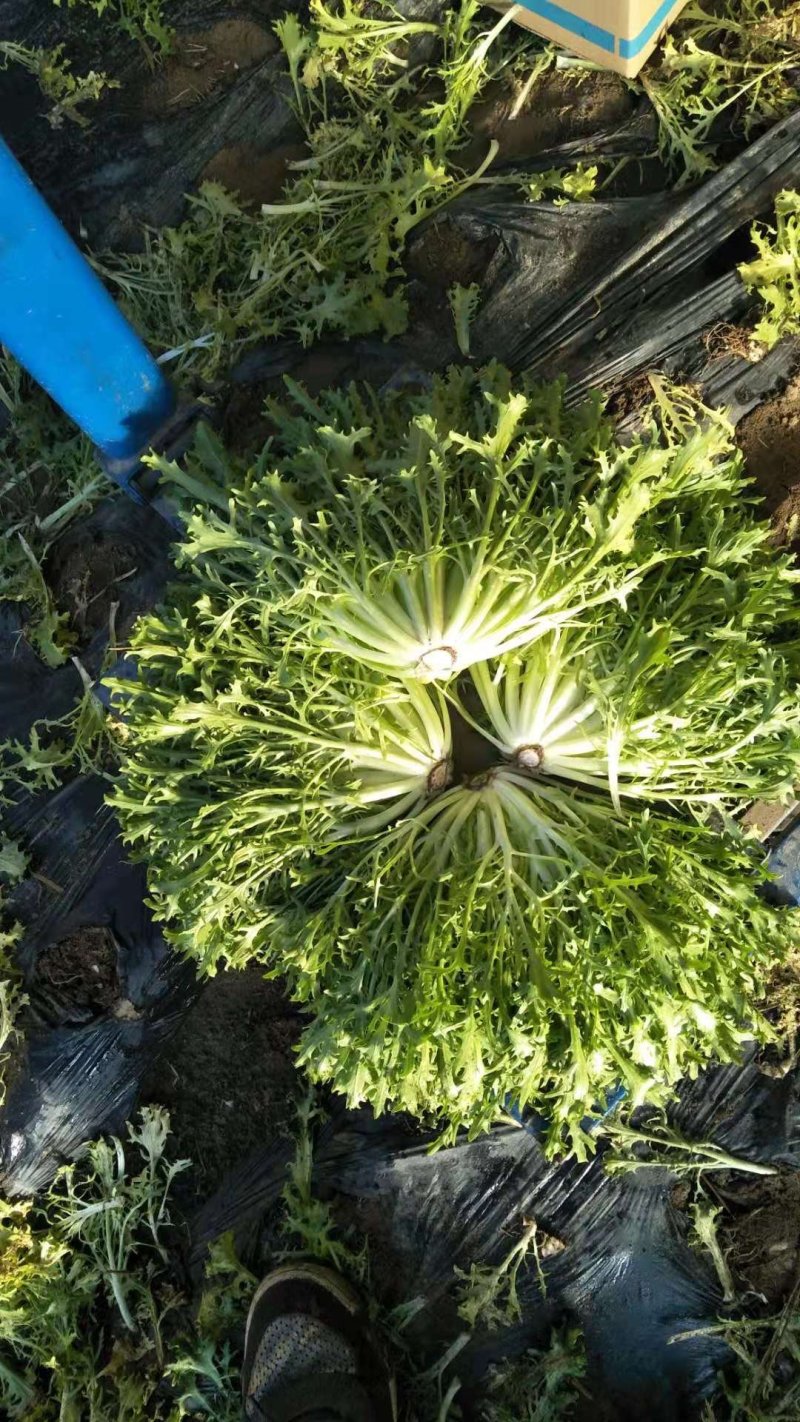苦菊