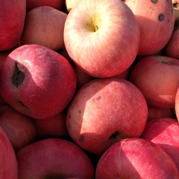 红富士苹果🍎