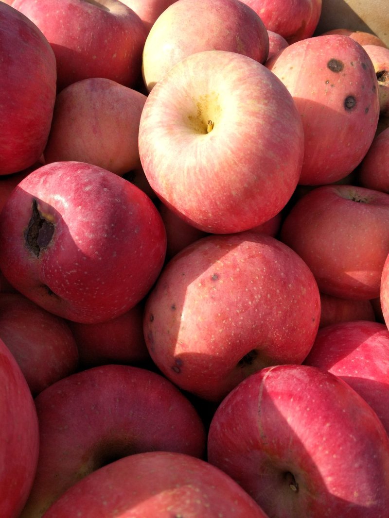 红富士苹果🍎