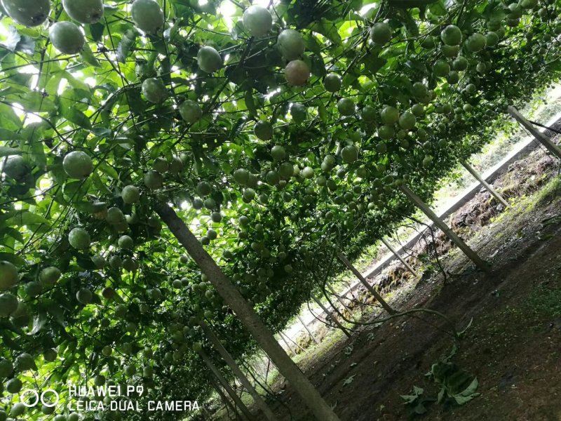 百香果，欢迎电商长年定货