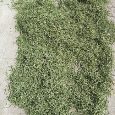 赤峰架豆王豆角丝自然晒干