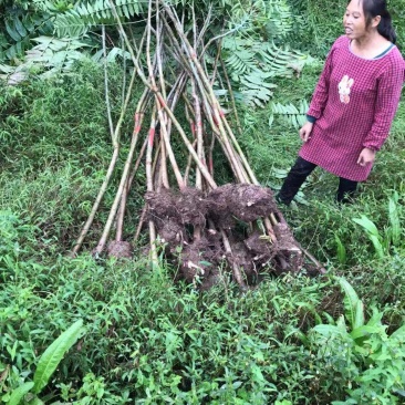 正中红油香椿树