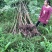 正中红油香椿树