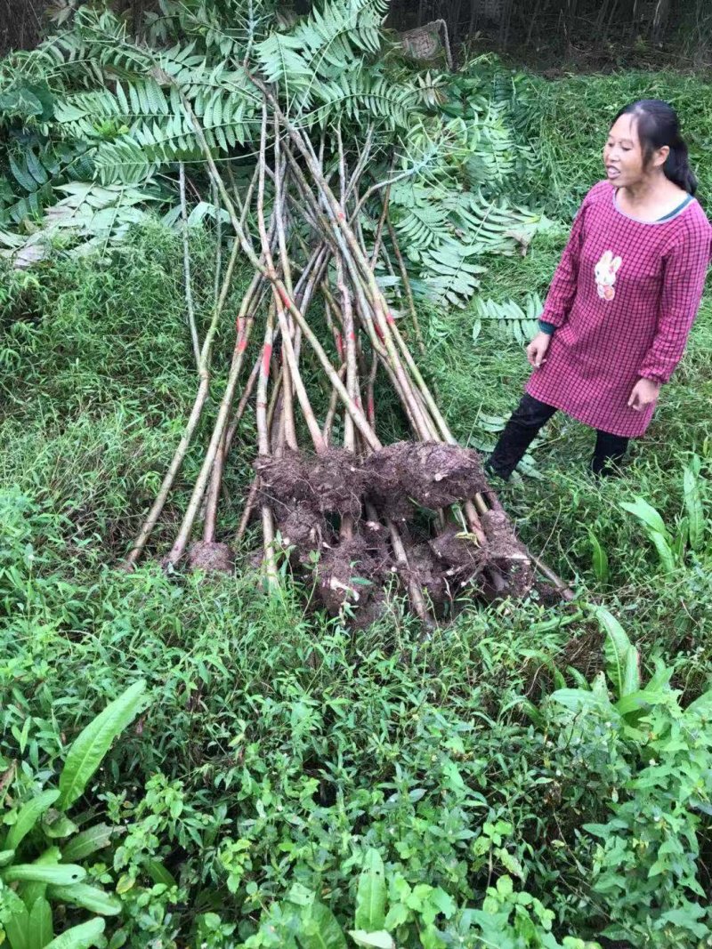 正中红油香椿树