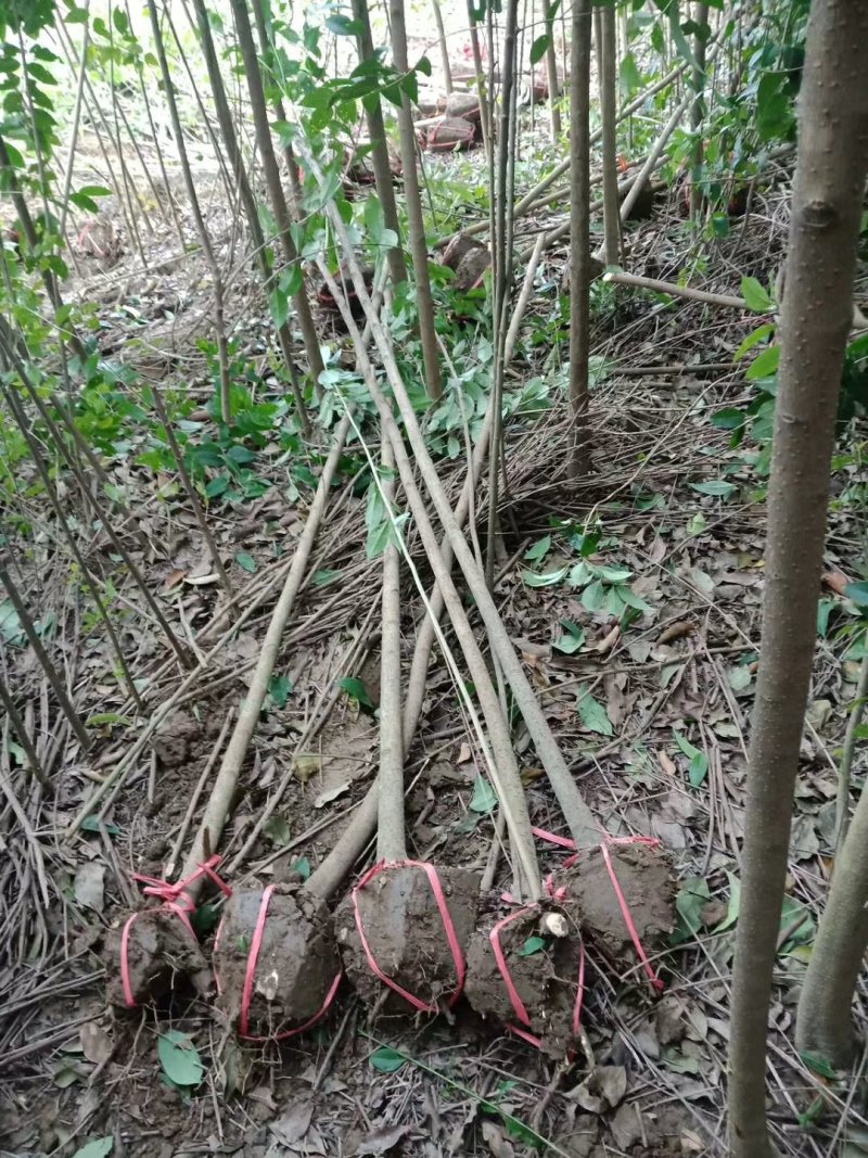 大叶女贞