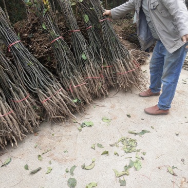 梨树苗批发梨树苗品种齐全质量保证诚信经营