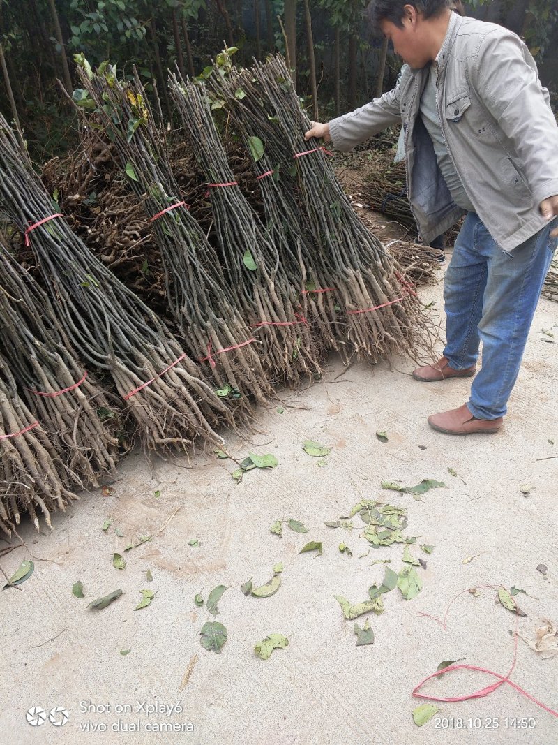 梨树苗批发梨树苗品种齐全质量保证诚信经营