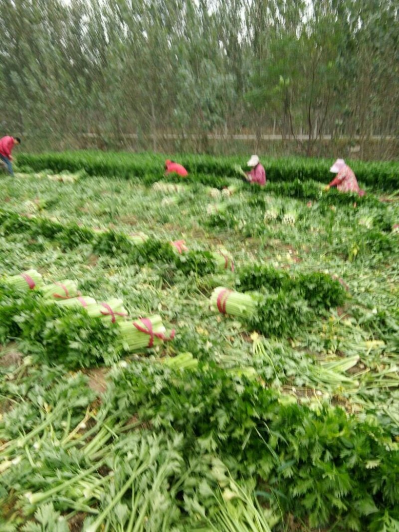 美国西芹