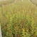 映山红小苗，杜鹃苗，