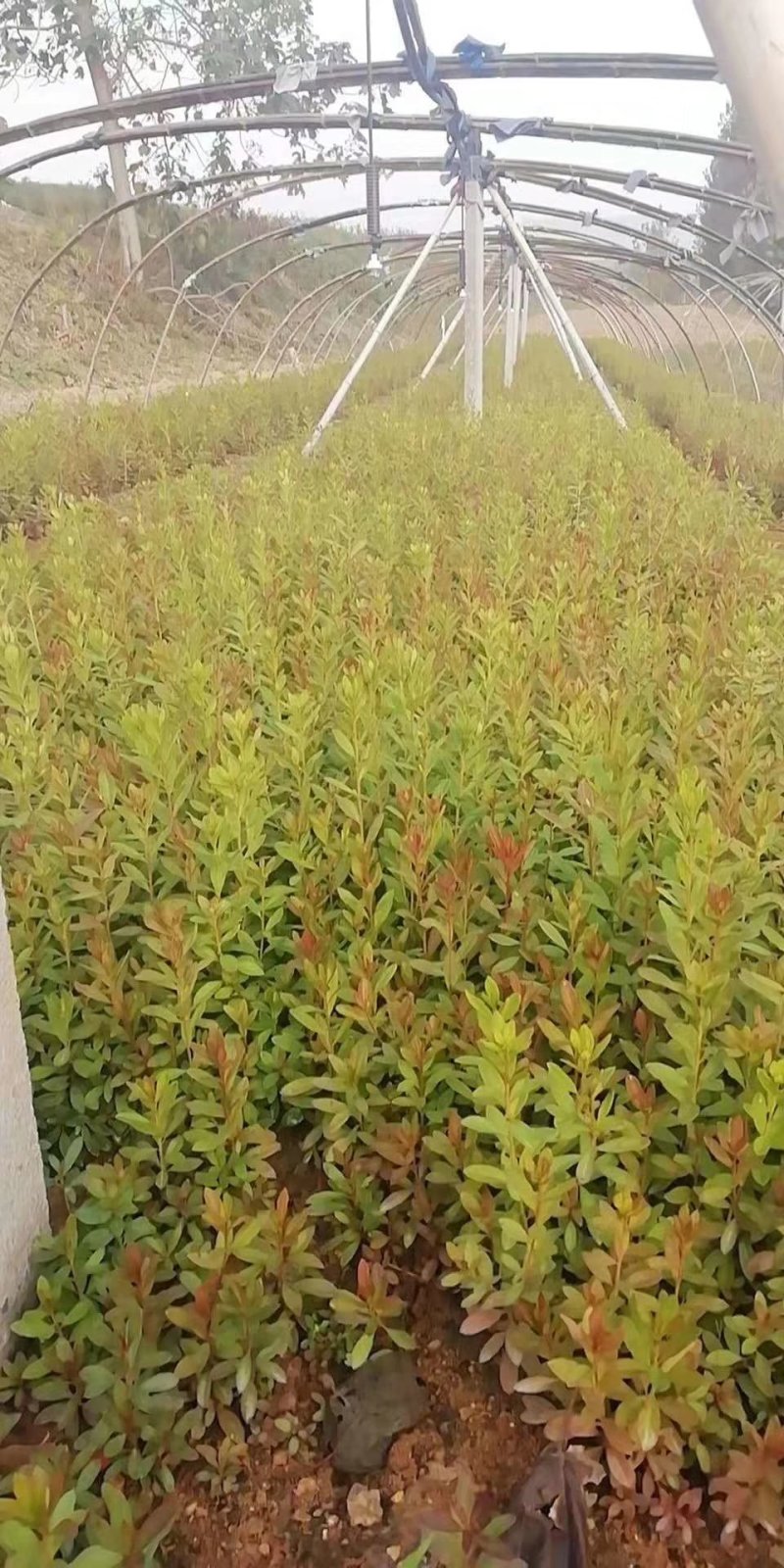 映山红小苗，杜鹃苗，