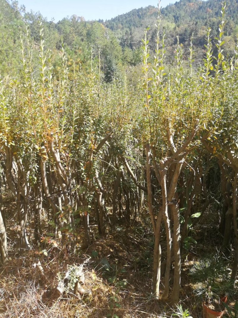 映山红小苗，杜鹃苗，