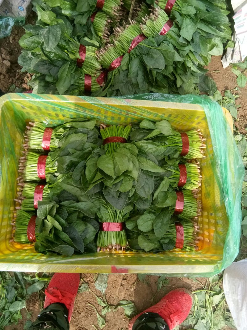 菠菜