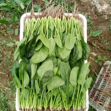 菠菜