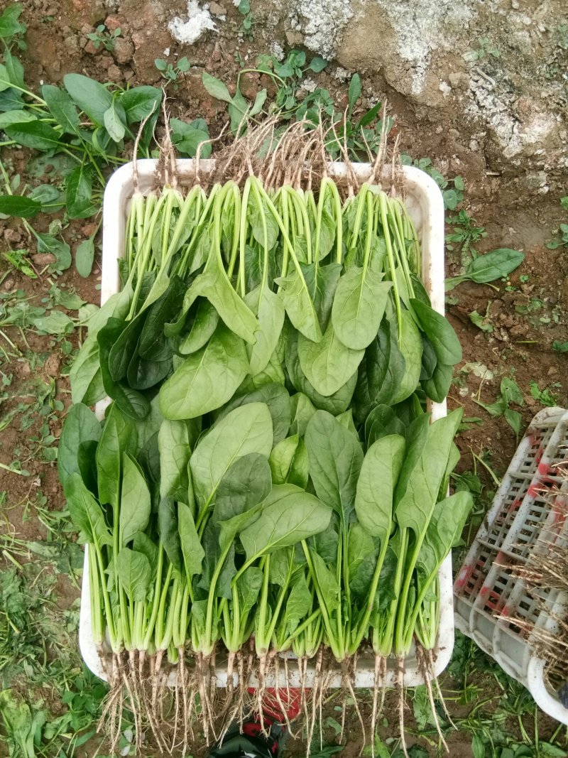 菠菜