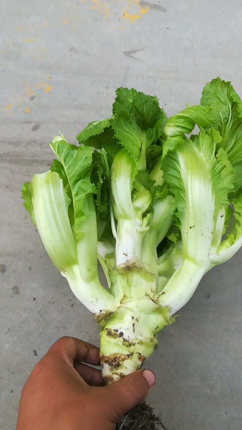 儿菜